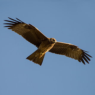 Hudad - Eagle